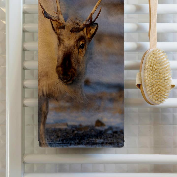 3dRose - Wholesale Bath Towel - 3dRose, Female Svalbard Reindeer near Pyramiden, Polar Regions, Arctic. 2, Towel1