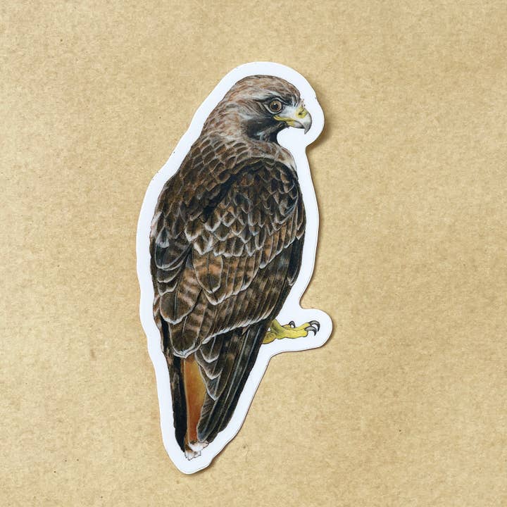Amy Rose Moore Illustration - Wholesale Sticker - Red-tailed Hawk Vinyl STICKER1