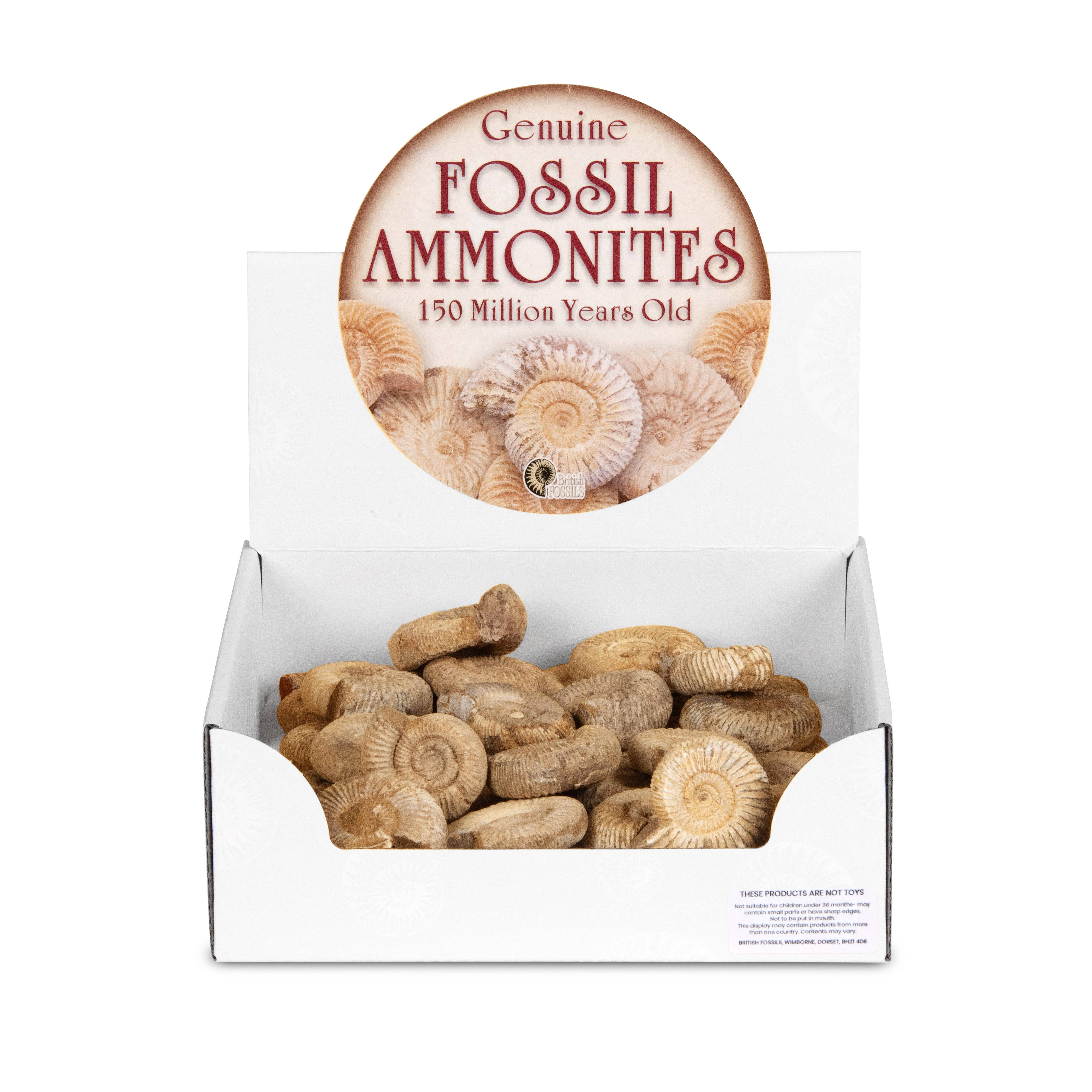 British Fossils - Wholesale Decorative Tabletop Object - Fossil Ammonite Pack