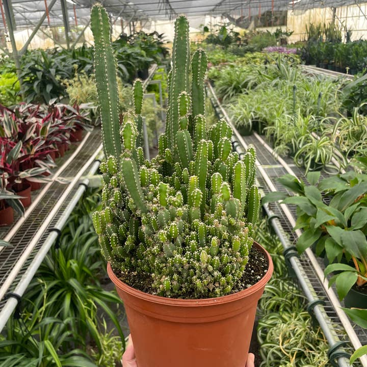 House Plant Wholesale - Wholesale Live Plant - Fairy Castle Cactus - 8" Pot0