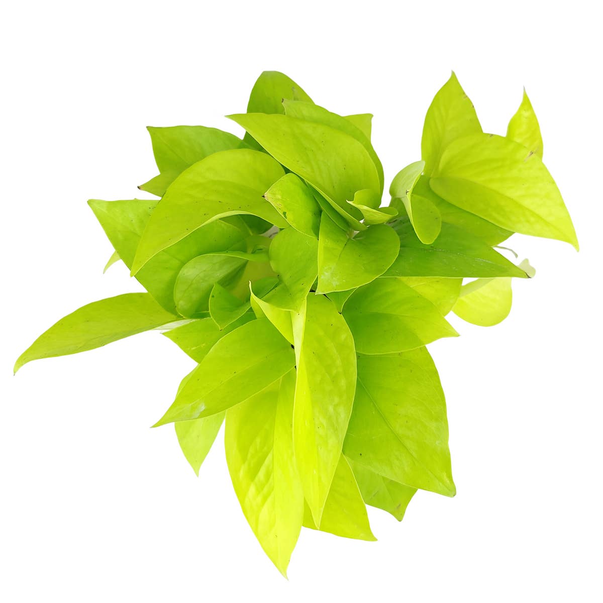 Best Plant Friend - Wholesale Live Plant - Neon Pothos - Pothos Plants - Live Houseplants - 4/6in Pot6