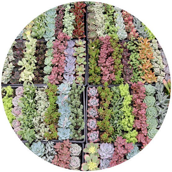 Mountain Crest Gardens - Wholesale Succulent - MCG 20 Specialâ„¢ Bulk Succulent Assortment - 5 Types