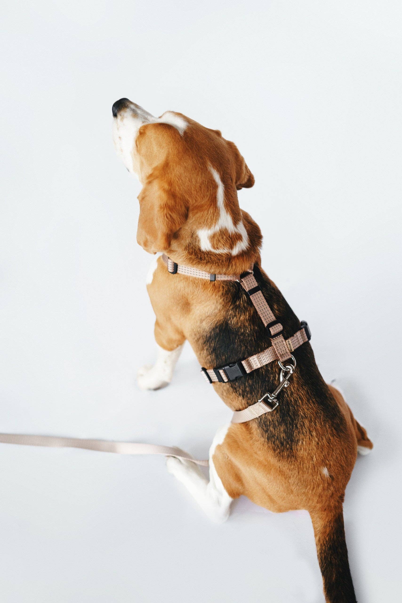 PETFORTA - Wholesale Pet Harness - Dog - Anatomical Dog Harness - beige color2