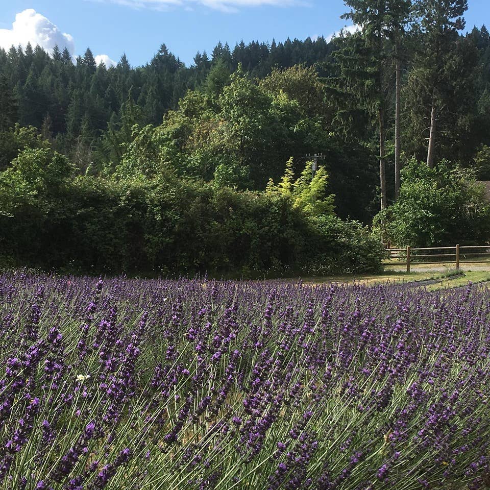 Little Lavender Farm - Wholesale Bath Salts - Lavender Bath Salts4
