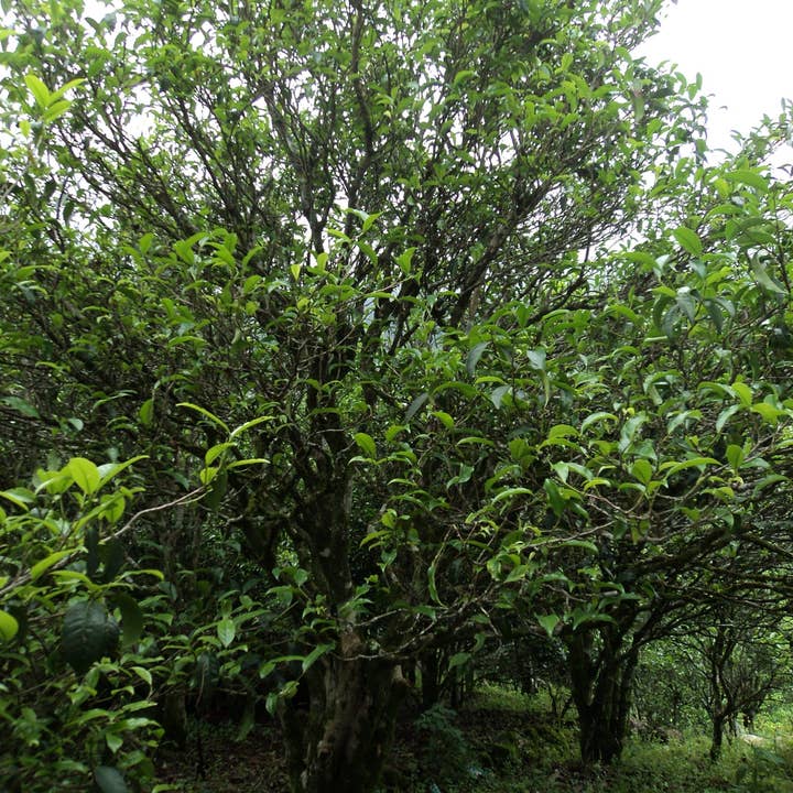 Song Dynasty - Rare Loose Tea for wholesale by CHASH The Fine Tea Co