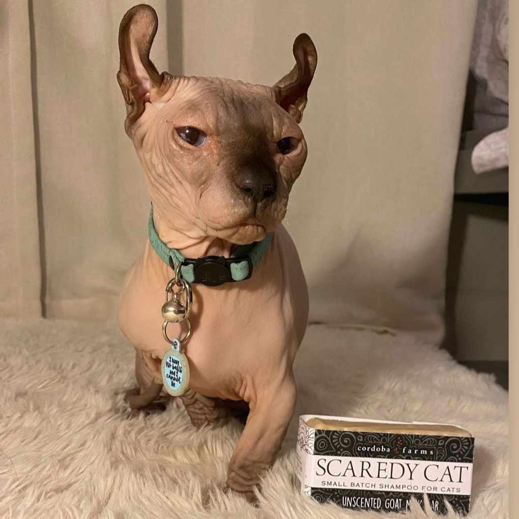 Cordoba Farms - Wholesale Pet Grooming Tool - Cat - SCAREDY CAT Goat Milk Shampoo1