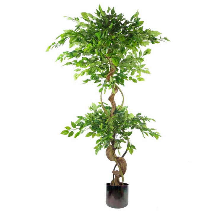 Japanese Fruticosa Ficus Tree Rainbow Planter 150cm Twisted Trunk Artificial Botanik for wholesale by Leaf Design UK LTD