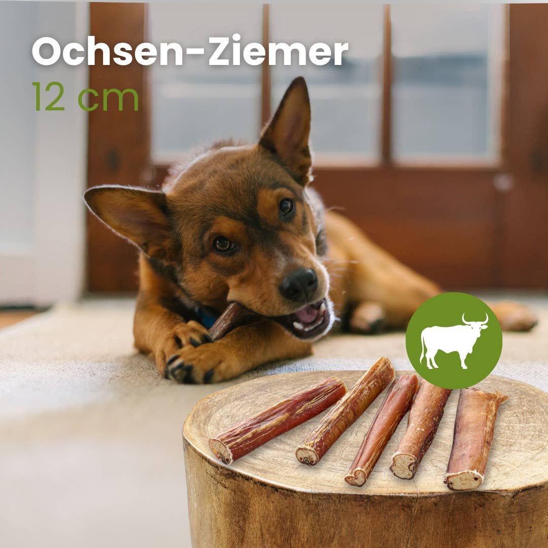 Kauartikel.com GmbH - Vendita all'ingrosso Osso/pelle di manzo - Cani - Pene di bue, 12 cm1