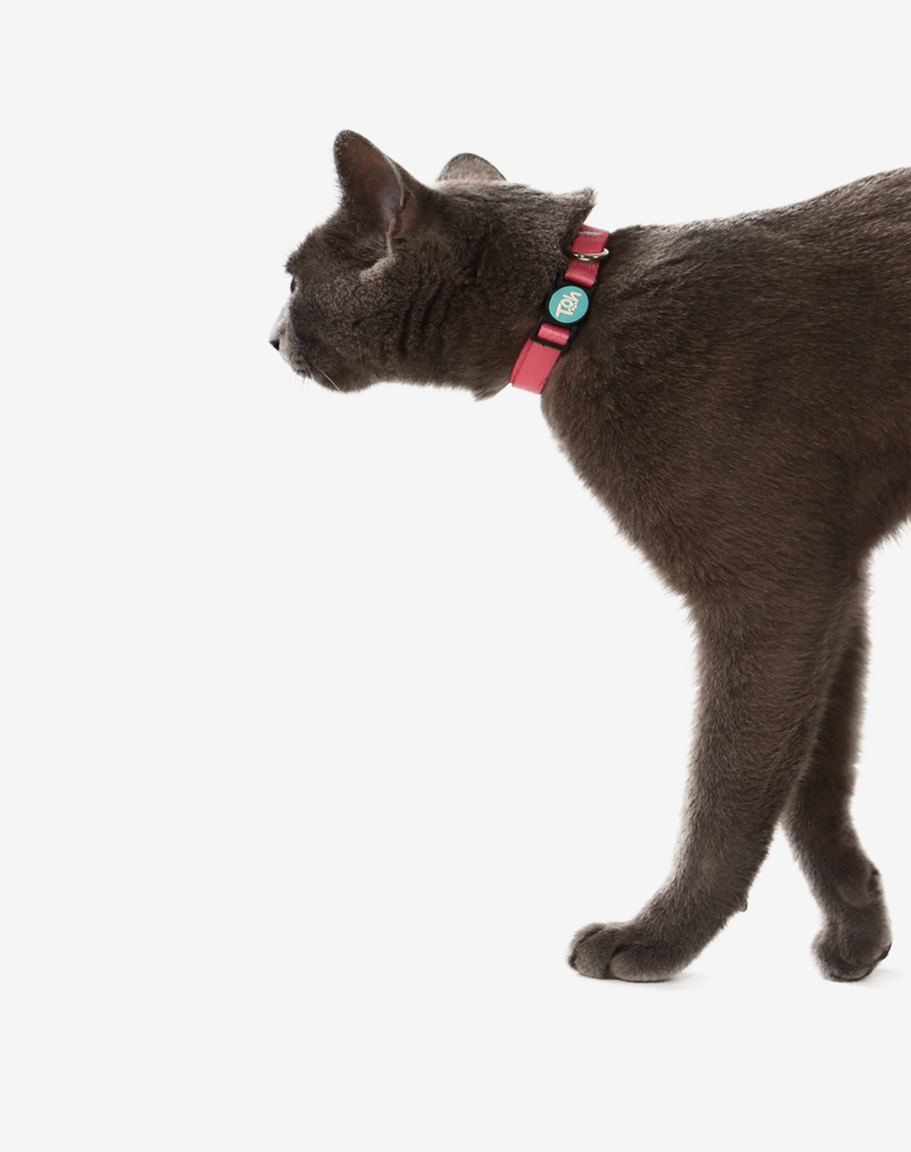 Toh - Wholesale Pet Collar - Cat - Coleira para Gato Fiji1