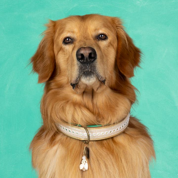 Love Story Leather Dog Collar XL (Neck Size 47-57 cm / 4 cm) voor wholesale door Dog with a Mission