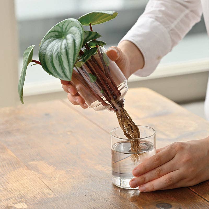 HARIO USA - Wholesale Vase - Glass Flower Vase2