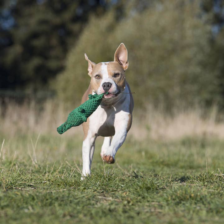 LABONI - Volentis GmbH - Wholesale Pet Chew Toy - Dog - KALLI KROKODIL – The Gentle Giant with Play Value7