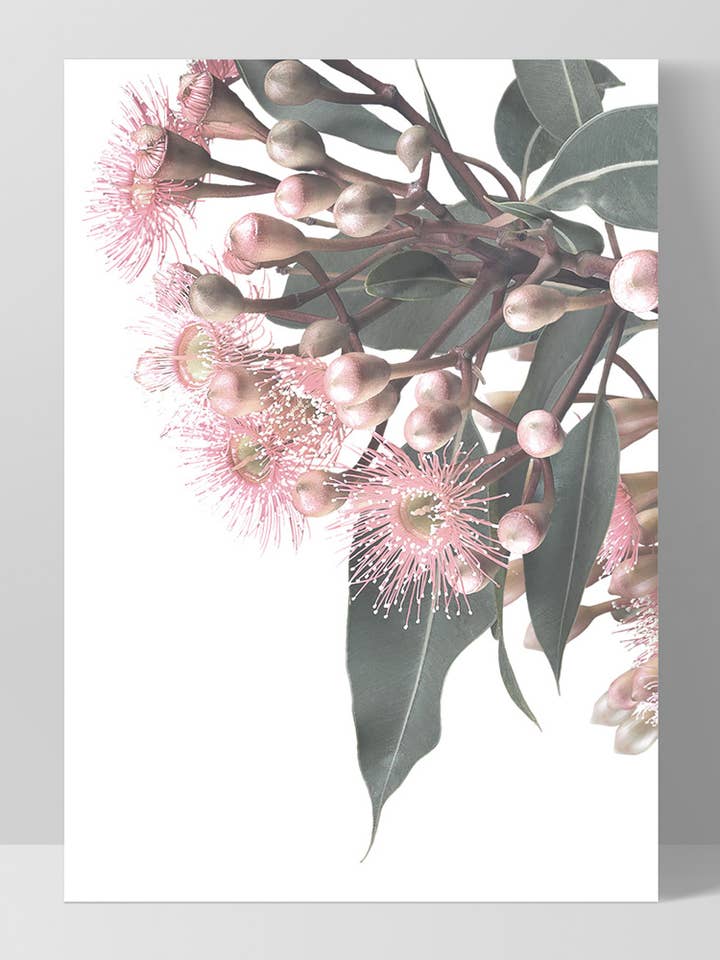 Eucalyptus Flowers in Blush I Print. Gum Leaves Buds Art for wholesale by PRINT AND PROPER