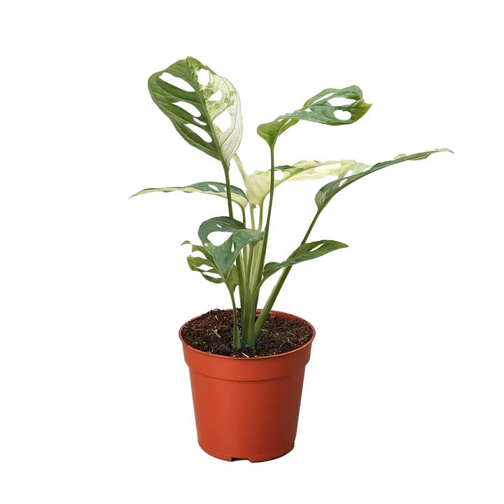 Monstera Adansonii 'Fromage Suisse Panaché' pour la vente par Rooted Treasures Farms