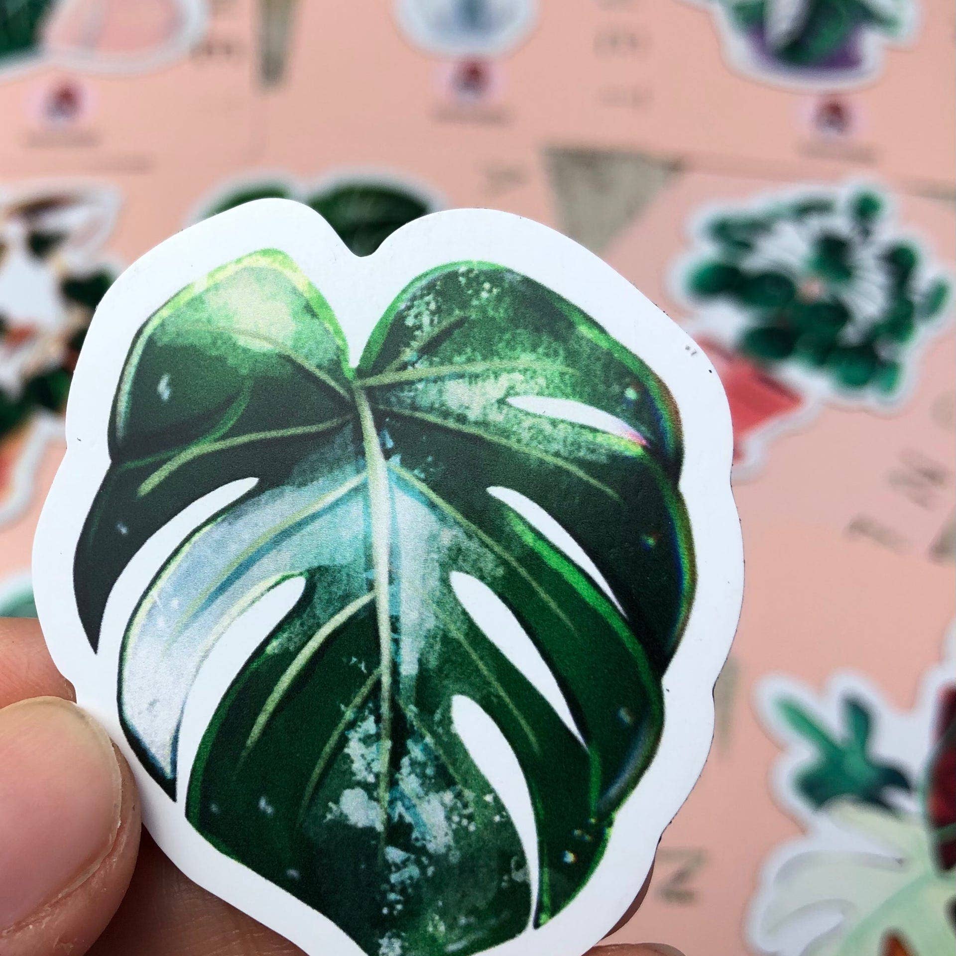 plantyintroverts - Wholesale Magnet - Magnet - Monstera Variegata, Plantmom, Plantfactory1