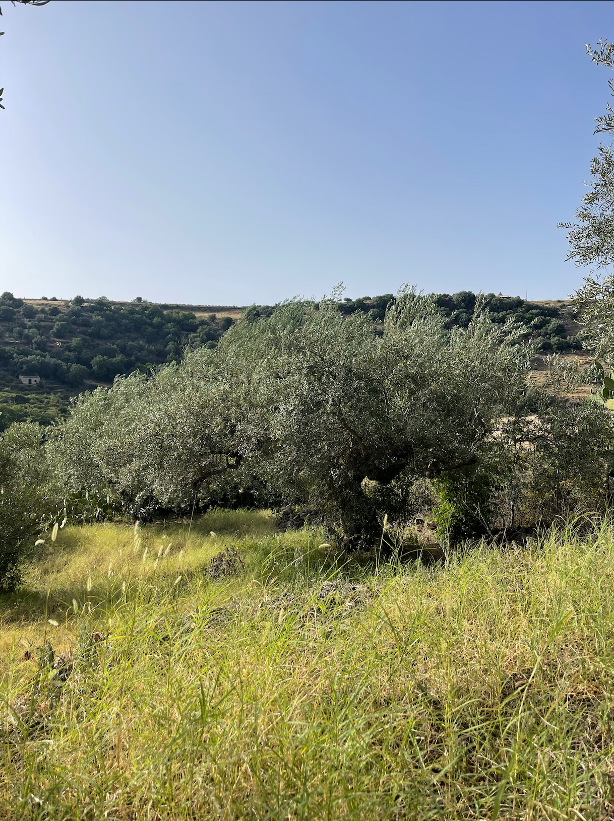 Masseria Estate - Wholesale Olive Oil - Hand-Harvested USDA Organic Extra Virgin Olive Oil (12)4