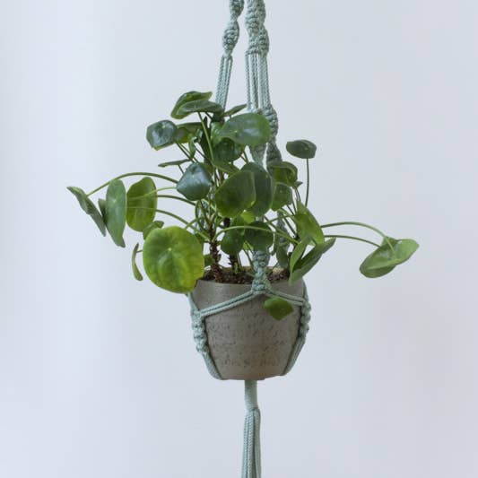 Eucalypthus de cabide de macramé por atacado de Desired-Design