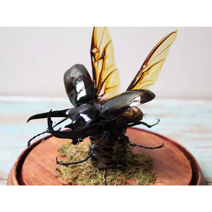 Newman Art Designs - Venta al por mayor Disfraz - Unisex - Escarabajo rinoceronte gigante de tres cuernos en una cúpula4