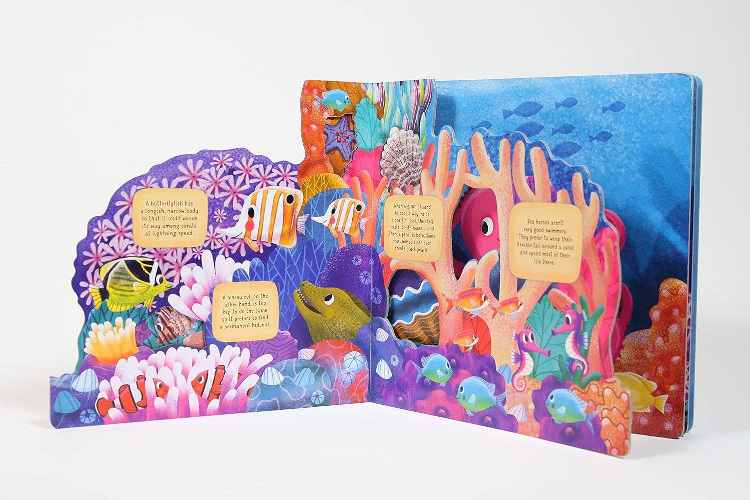 Fox Chapel Publishing - Vente Livre pour enfants de maternelle (de 3 à 5 ans) - À la découverte du monde secret : Coral Reef - Livre d'images pour enfants1