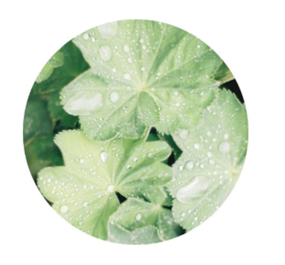 L'Atelier 100BON - Vente Parfum/Eau de toilette - Ambre & Tonka (Ambre & Fève Tonka) - Eau de Parfum - 30ml7