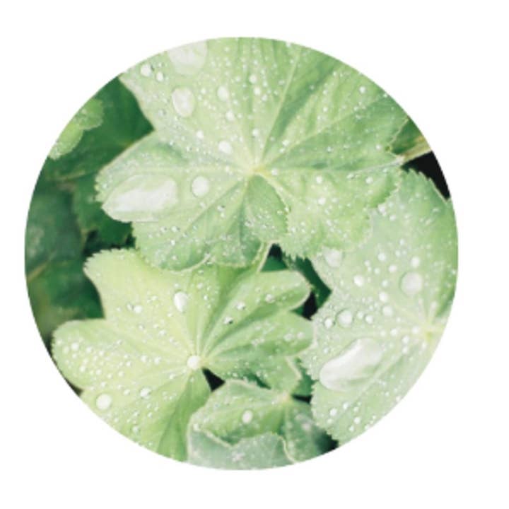 L'Atelier 100BON - Vente Parfum/Eau de toilette - Ambre & Tonka (Ambre & Fève Tonka) - Eau de Parfum - 30ml7