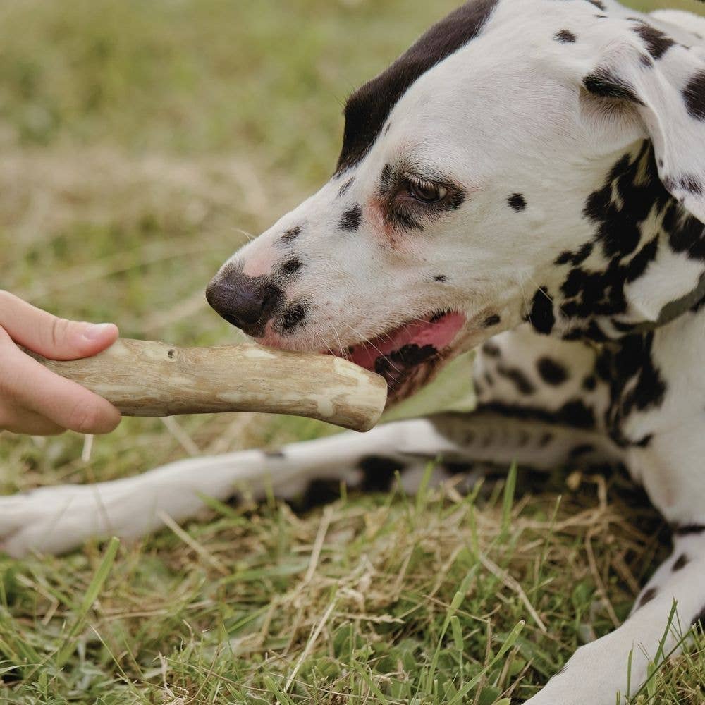 WILDFANG - Wholesale Pet Chew Toy - Dog - Coffee wood chew stick with salmon oil6