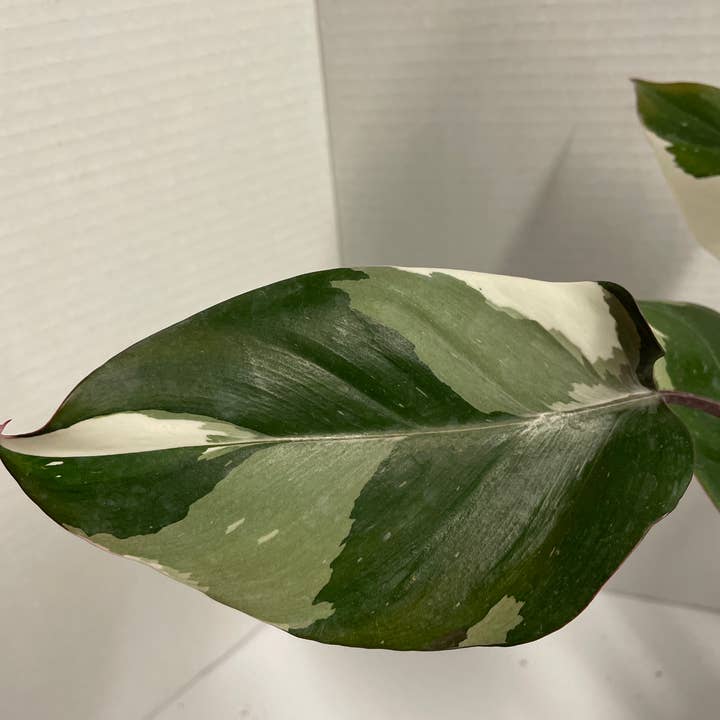 Native Transplants - Wholesale Live Plant - Philodendron Red Anderson Variegated