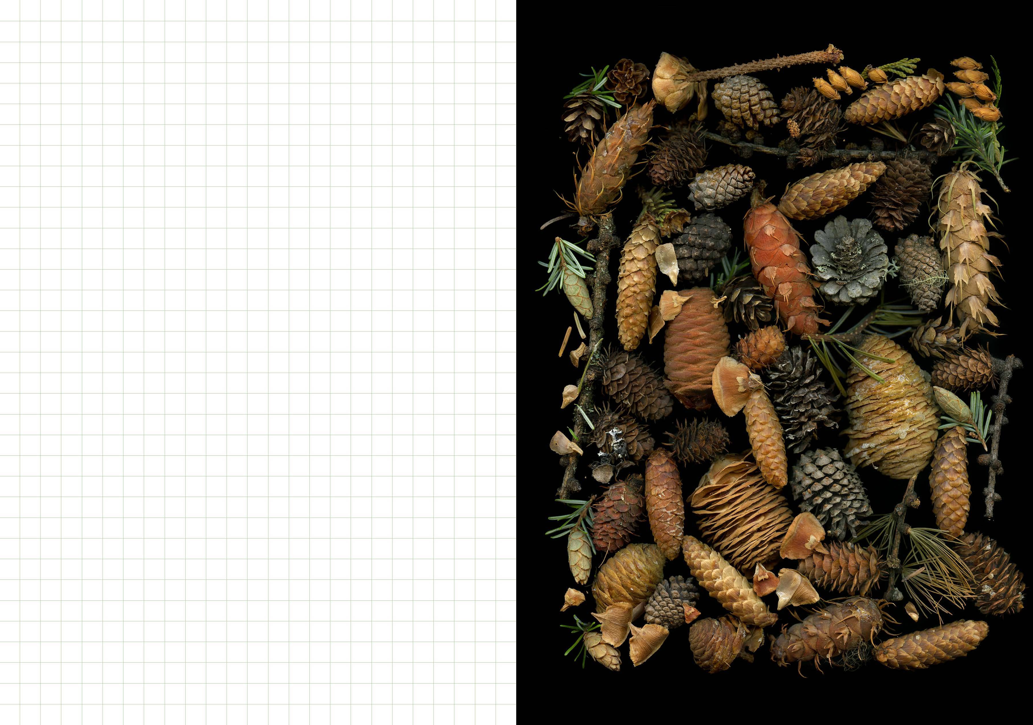 Chronicle Books - Wholesale Journal/Diary - Deep Dark Forest Mushroom Journal7