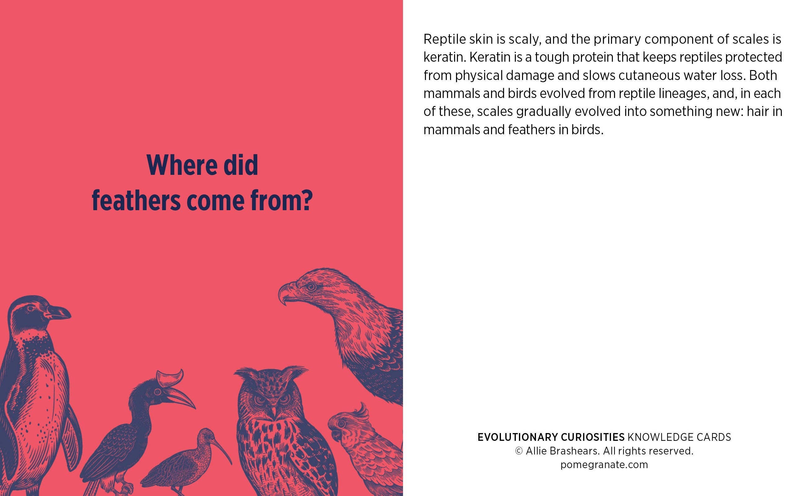 Pomegranate – wholesale Card game – Evolutionary Curiosities Knowledge Cards4