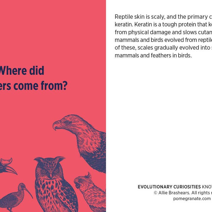 Pomegranate – wholesale Card game – Evolutionary Curiosities Knowledge Cards4