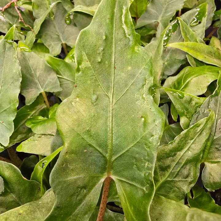 Alocasia Boa for wholesale by Dick's Sticks and Exotics