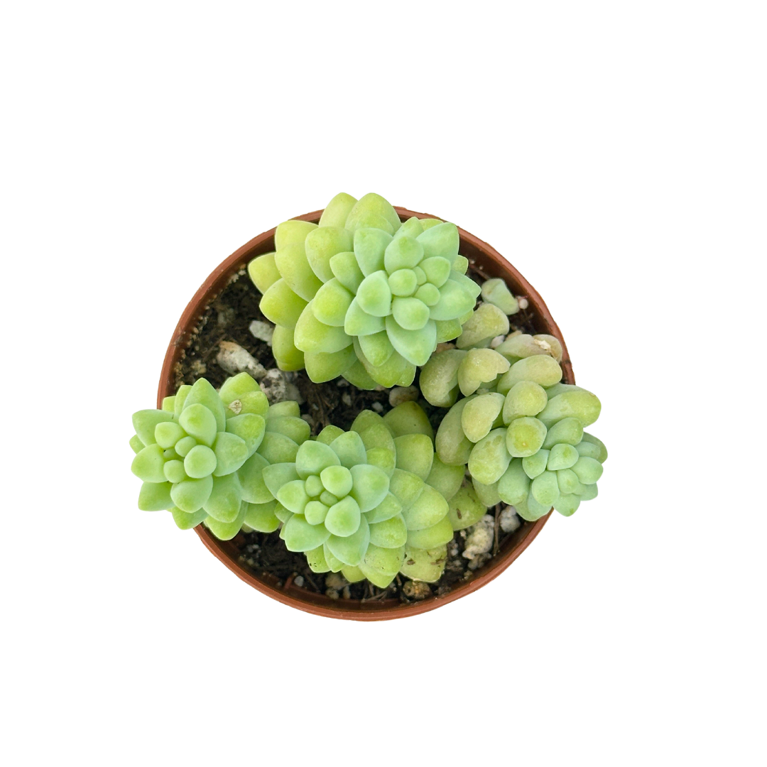 Flow State - Wholesale Live Plant - 2" Donkey Tail (Sedum morganianum) – Burro's Tail Succulent 3