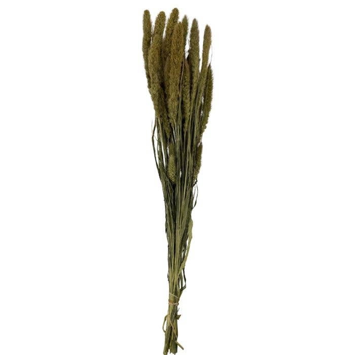 Lucknow Southern and Company – wholesale Dried/pressed flowers – Dried Setaria Stems/Bundle Dried Foliage0