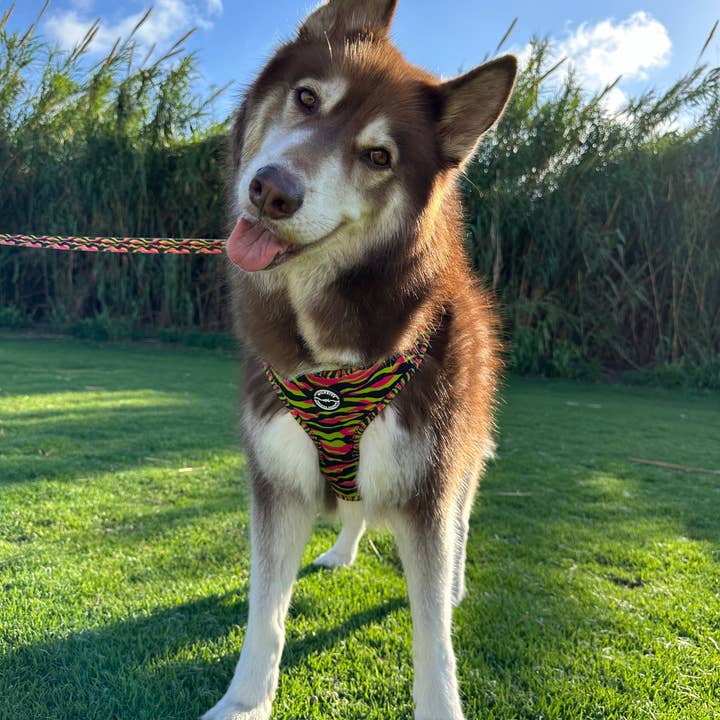 Wildbite Amantes Peludos - Wholesale Pet Harness - Dog - StyleZebra Harness3