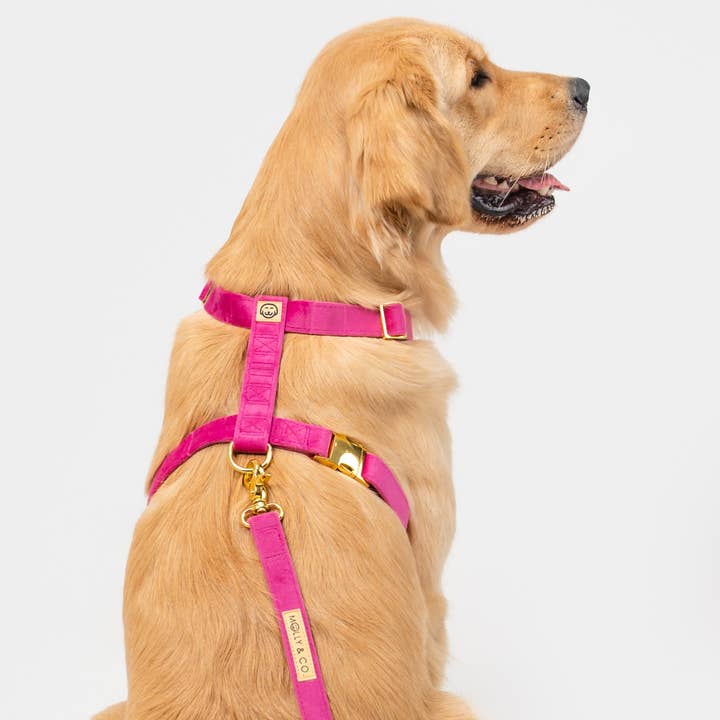 Arnés para perro con correa ajustable Rose Velvet para venta al por mayor de Molly & Co.