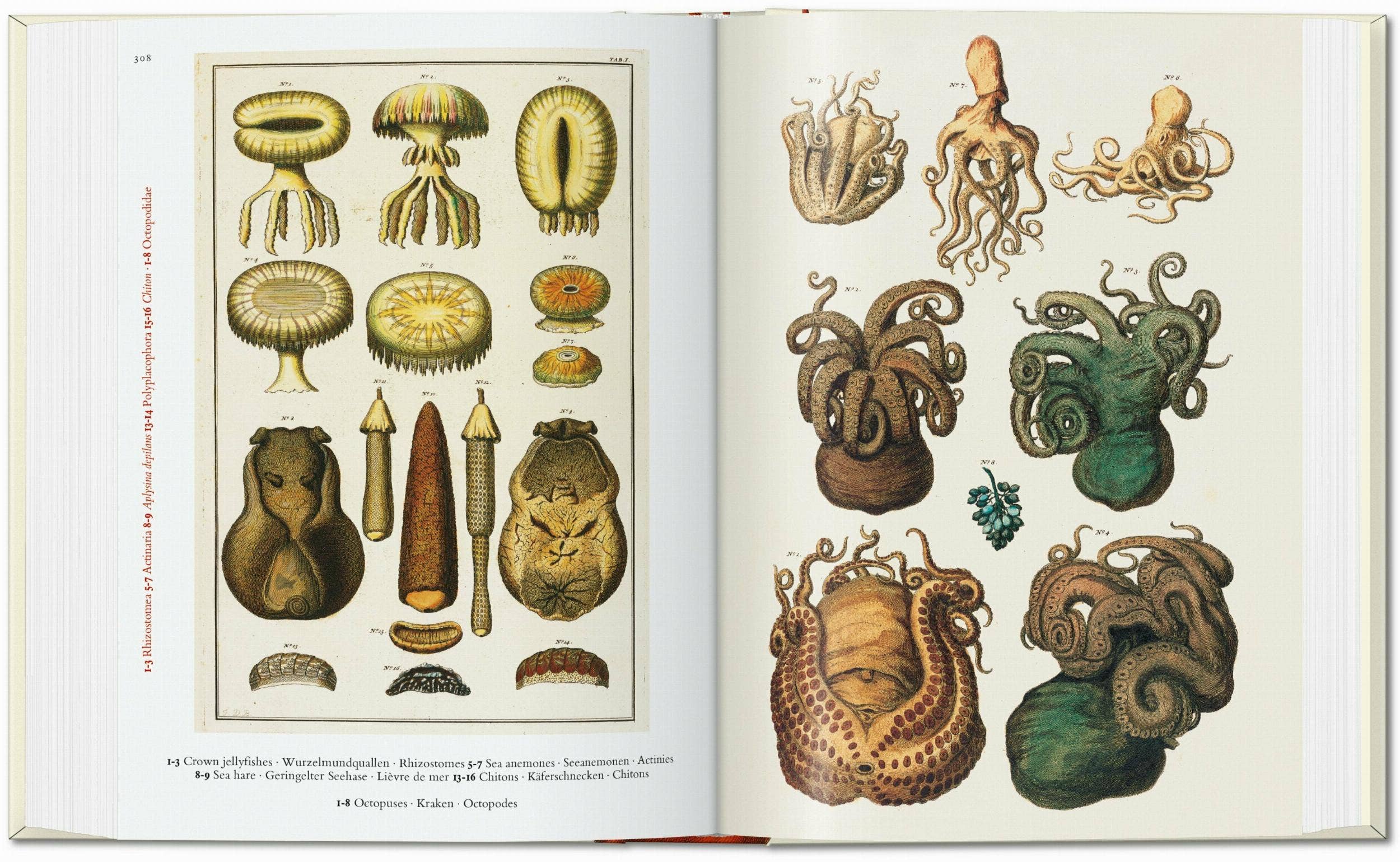 TASCHEN America - Wholesale Nature & Outdoors - Seba. Cabinet of Natural Curiosities. 40th Ed. (German, French, English)4