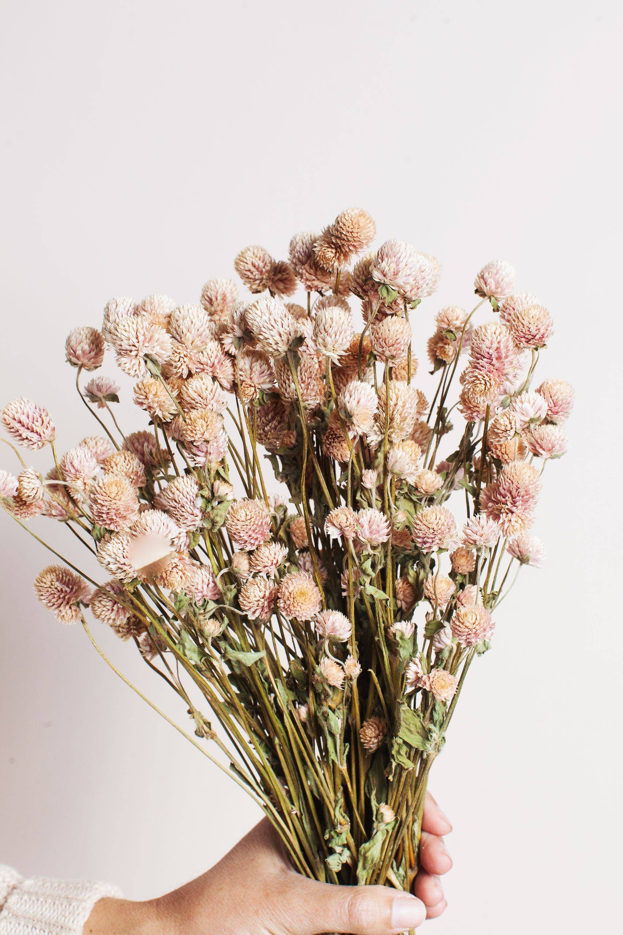Idlewild Floral Co. – wholesale Torkade/pressade blommor – Torkad Blush Globe Amaranth5