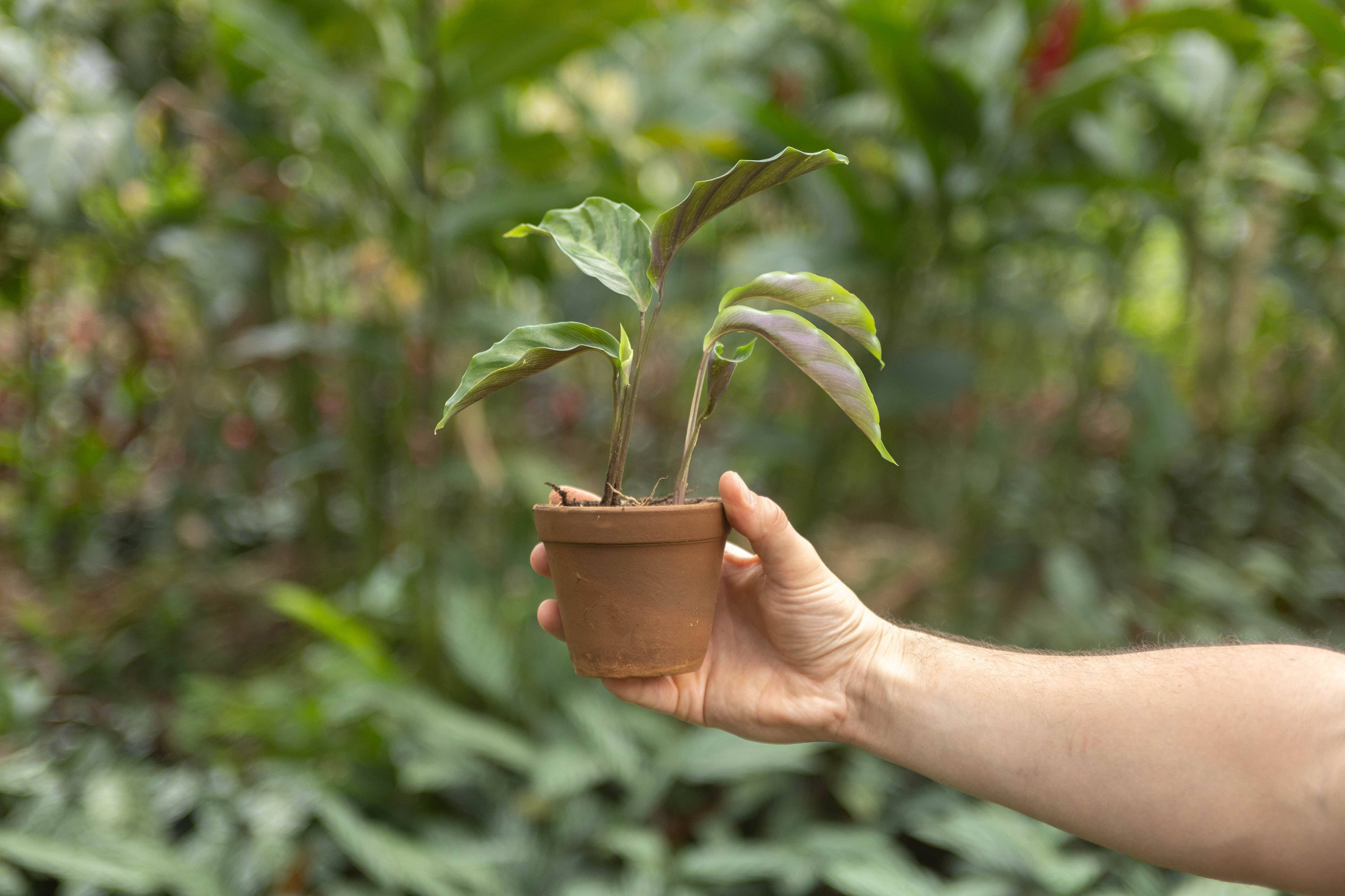 Air Plant Shop - Wholesale Live Plant - Calathea 'Prayer Plants' Rufibarba Fresh Rooted Cuttings7