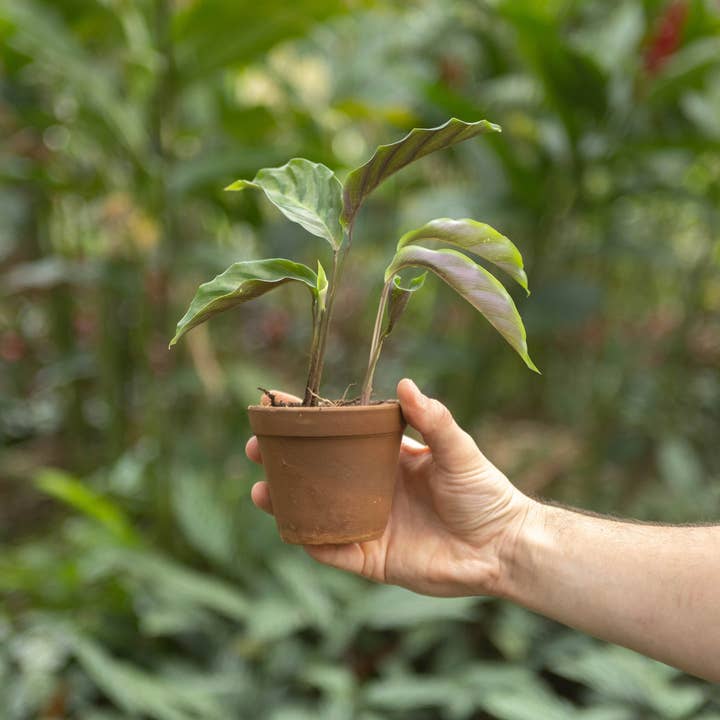 Air Plant Shop - Wholesale Live Plant - Calathea 'Prayer Plants' Rufibarba Fresh Rooted Cuttings7