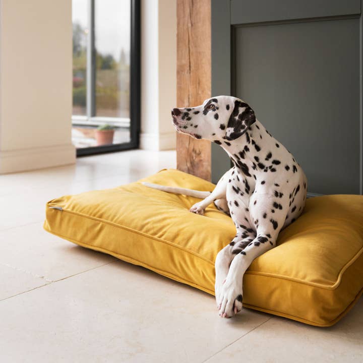 Dog Cushion in Saffron Velvet for wholesale by Lords and Labradors