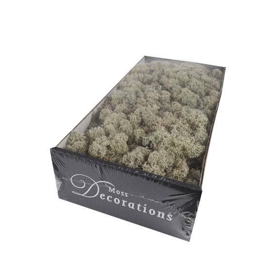 Dutch Flower Lady - Wholesale Dried/Pressed Flowers - Preserved Reindeer Moss 6 choose from colors0