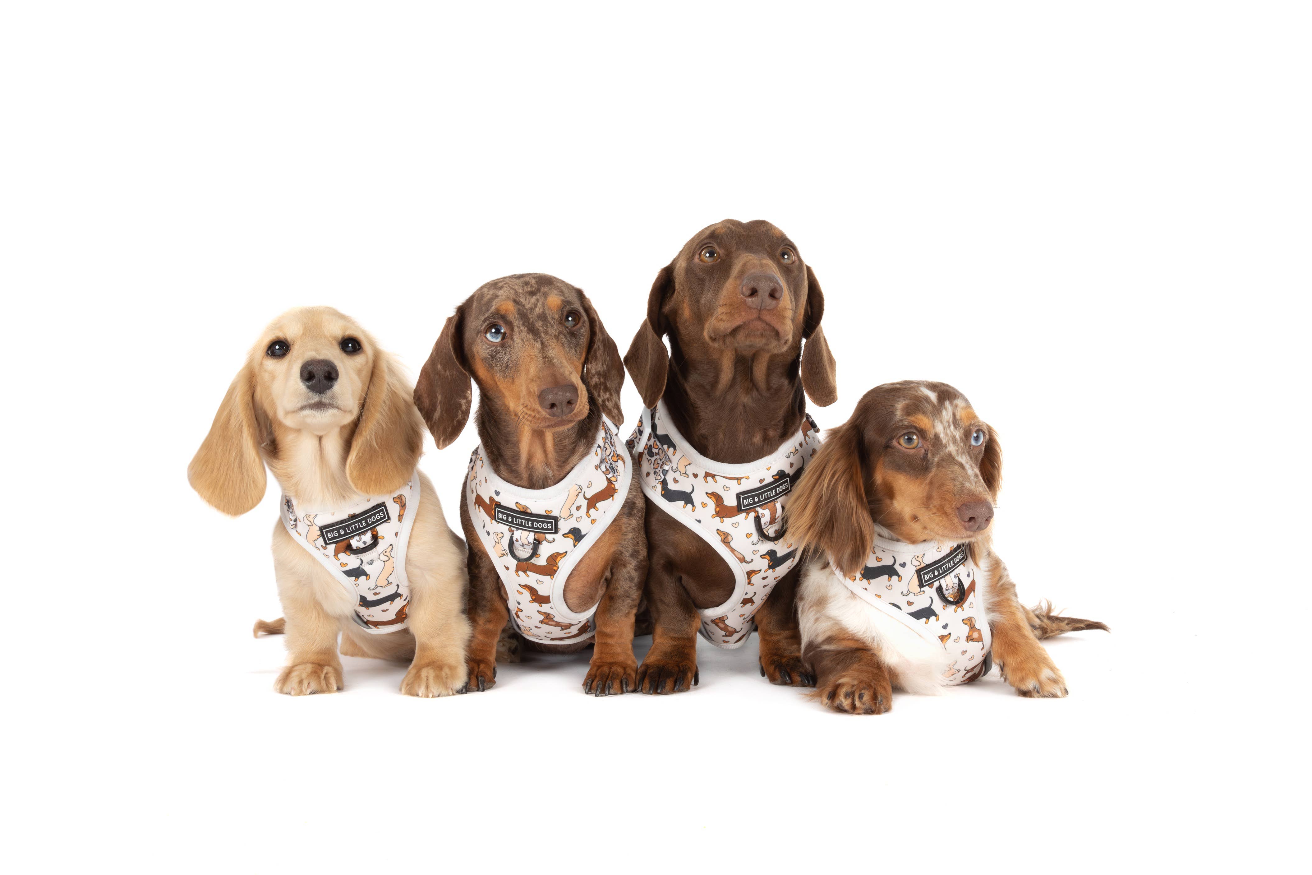 Big and Little Dogs - Wholesale Pet Harness - Dog - ADJUSTABLE DOG HARNESS: Dashie Lovers7