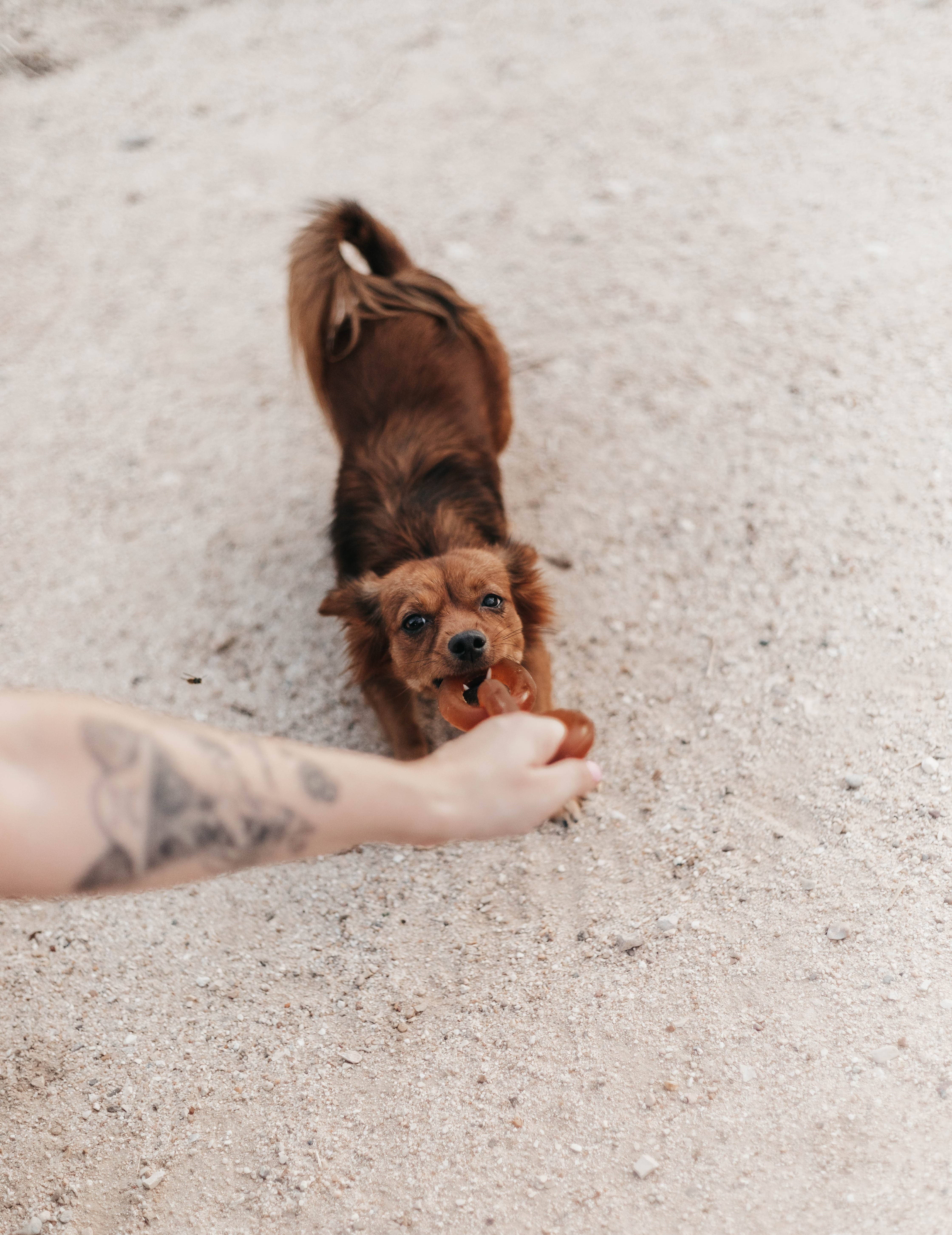 POCURULL SL (Retorn) - Wholesale Kauwspeeltje voor honden - Hond - Rub Chain honden speelgoed - M1