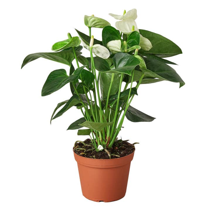 House Plant Wholesale WEST - Wholesale Live Plant - Anthurium 'White'
