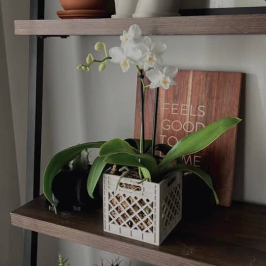 Jardinière Orchid Crate | Plus de couleurs disponibles pour la vente par Peachy Pilea