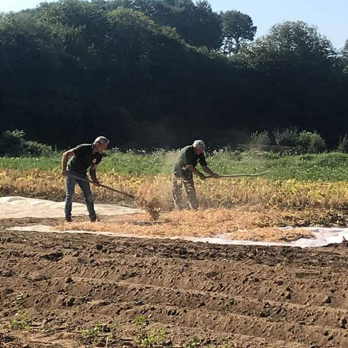 A.G.R. s.r.l. – wholesale Beans – ORGANIC Black Beans 300g. [EU only]4