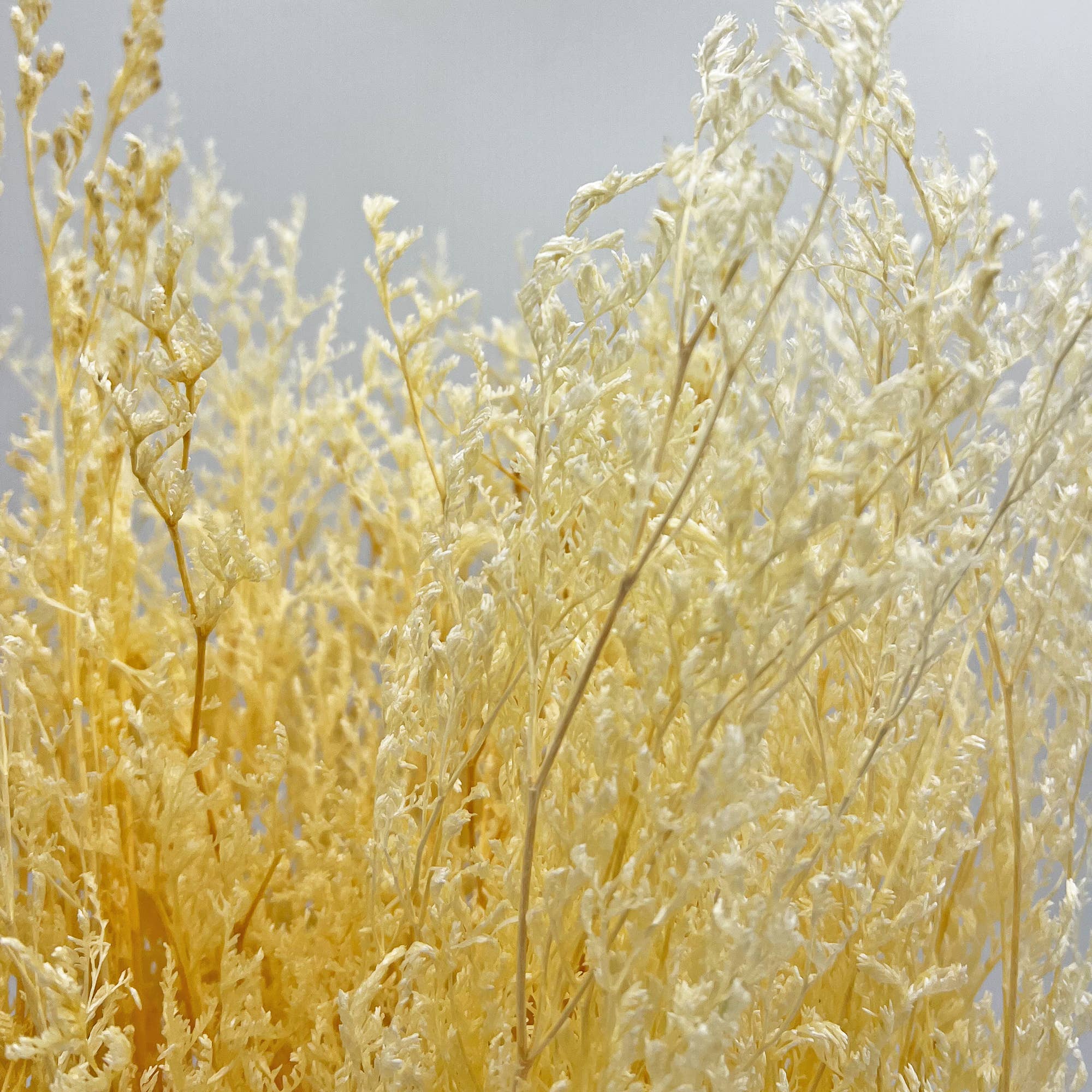 2626 Designs - Wholesale Dried/Pressed Flowers - Dried Preserved Valentin Grass Bouquet 21" Multiple Colors6