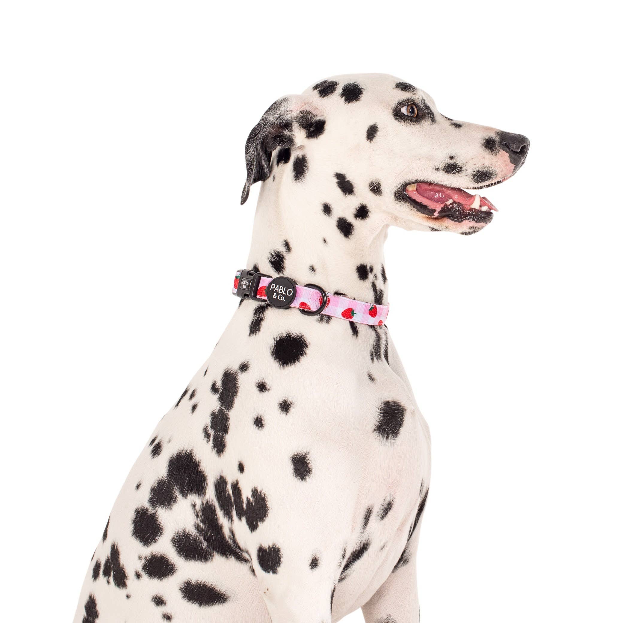 Pablo & Co. Boutique - Wholesale Pet Collar - Dog - Strawberry Fields: DOG COLLAR2
