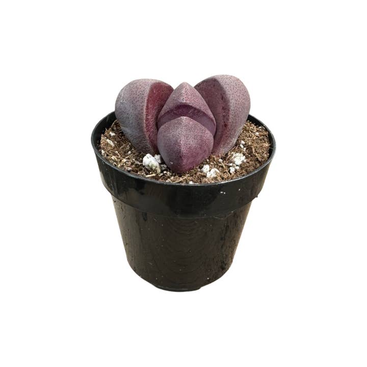 Succulent Wholesale - Wholesale Succulent - Royal Flush | 2.5 inch | Pleiospilos nelii1