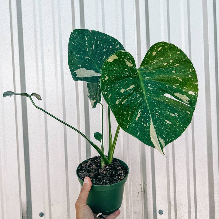 BWH Plant Co - Wholesale Live Plant - 6" Monstera 'Thai Constellation'3